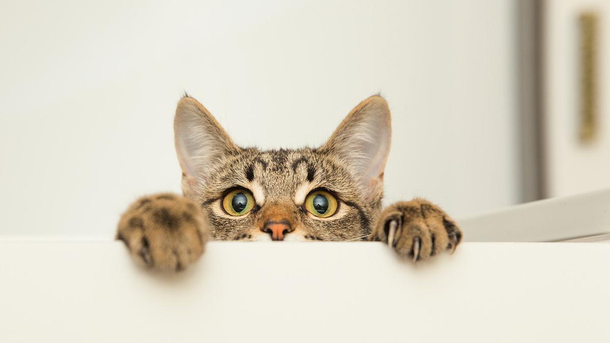 089108200 1612844411 shutterstock 572043421