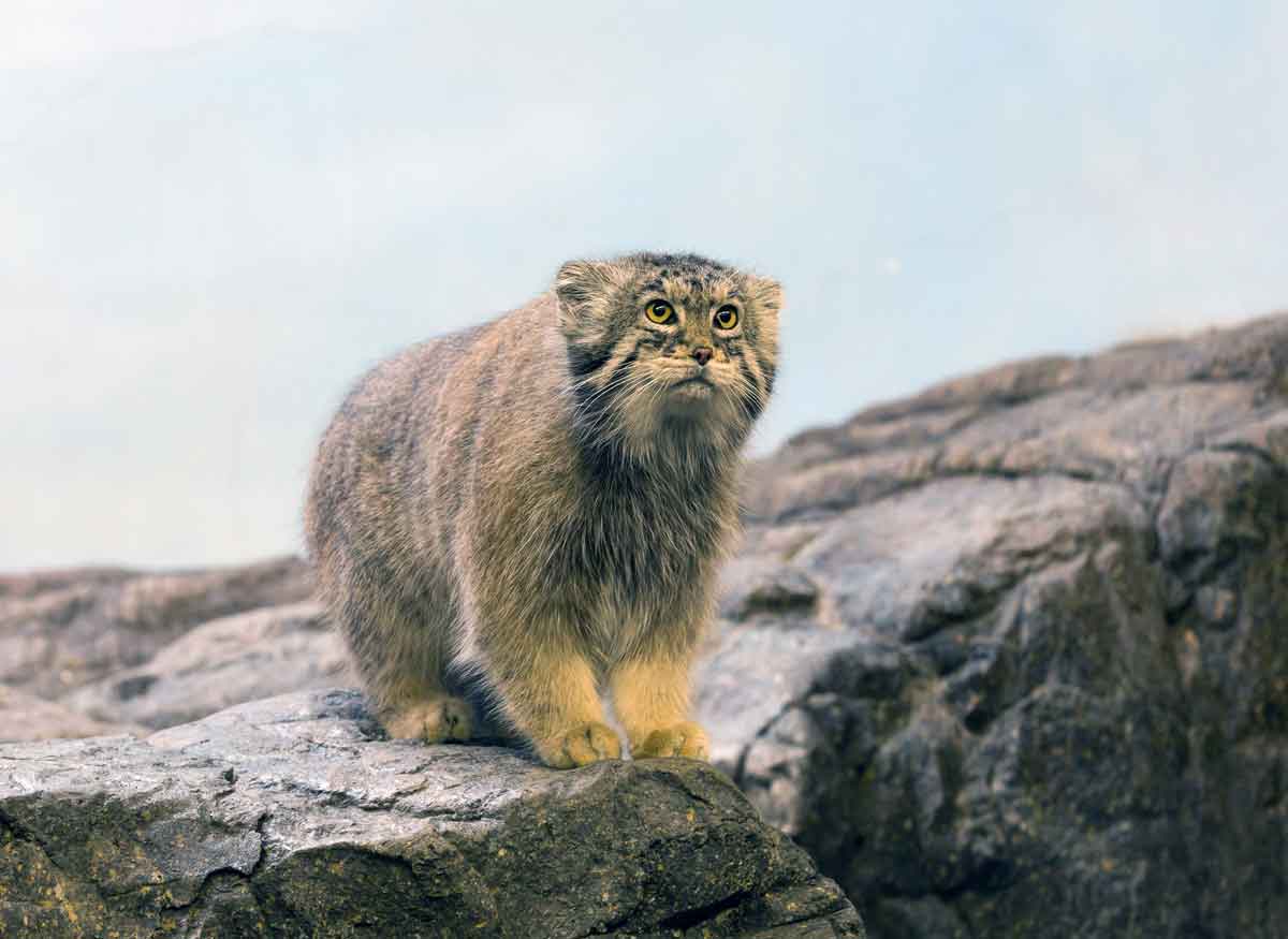 Kucing PALLAS GUNUNG