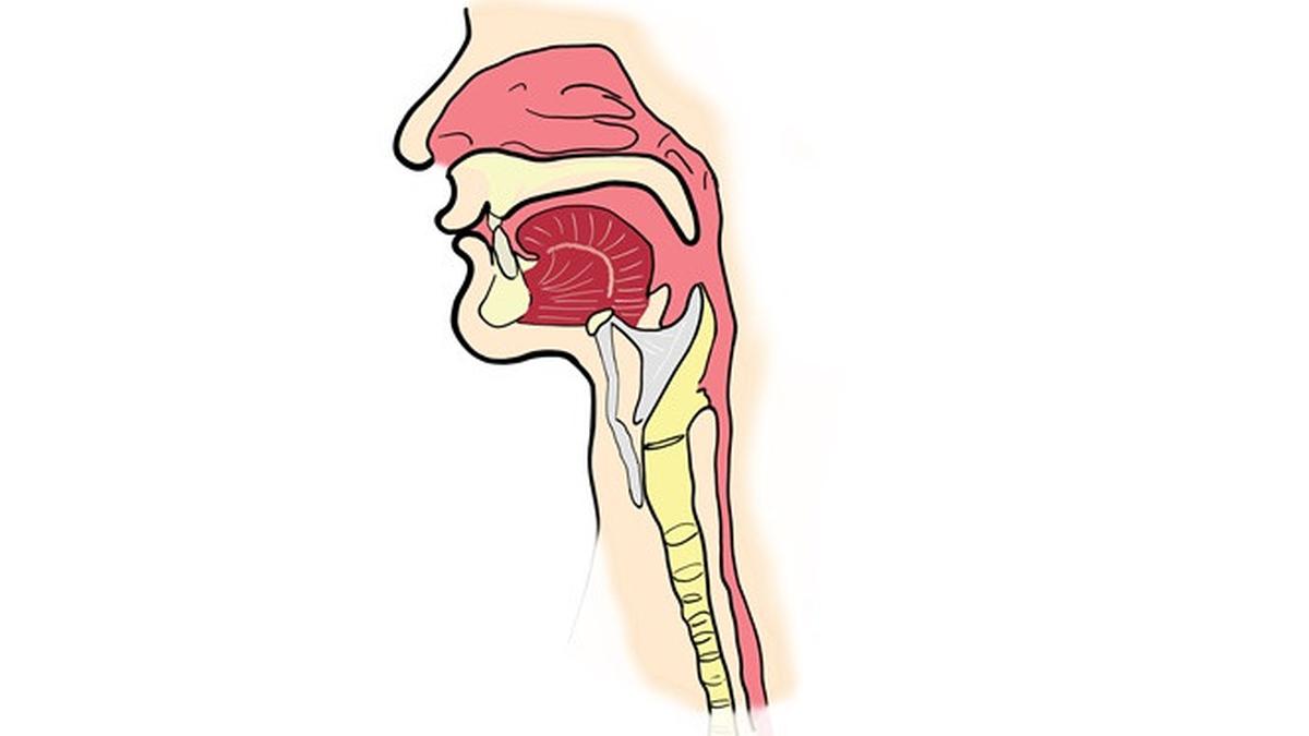 Fungsi dan Cara Kerja Sistem Pencernaan Pada Manusia! 5 043376000 1601445419 faring