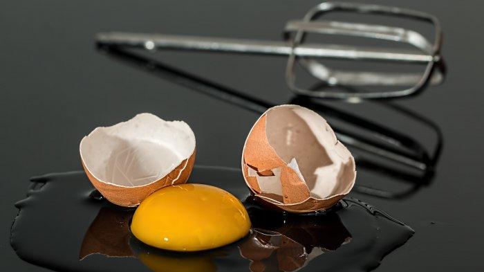 ilustrasi telur myhm