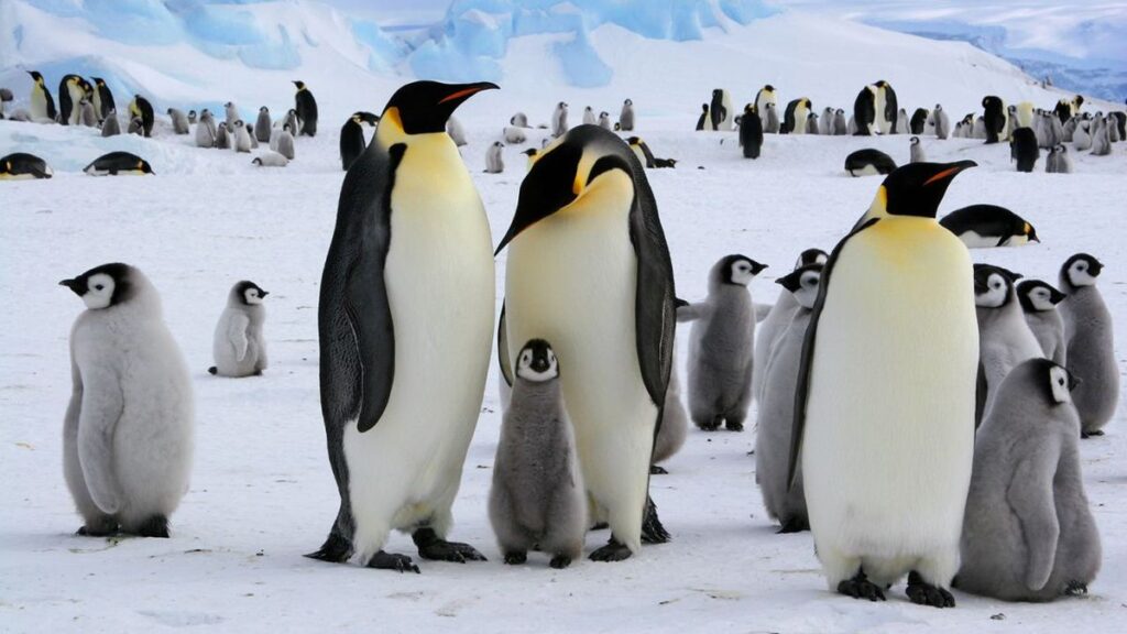 penguin kaisar 1
