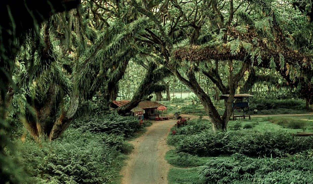 6 Rekomendasi Destinasi Wisata Alam yang Wajib Kamu Kunjungi di Banyuwangi 3 hutan benculuk 02