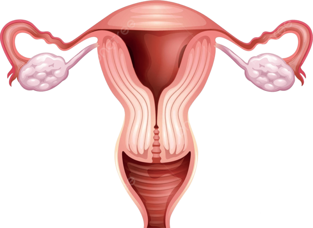 pngtree female reproductive organ lady labia female vector picture image 10607830