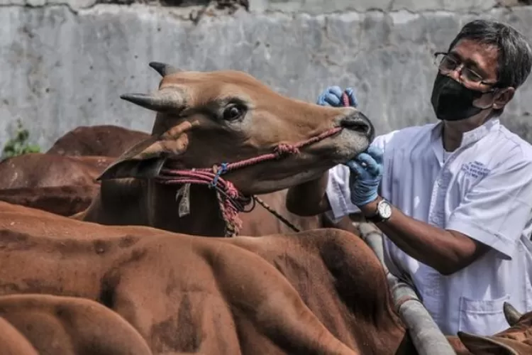 qurban 515659500