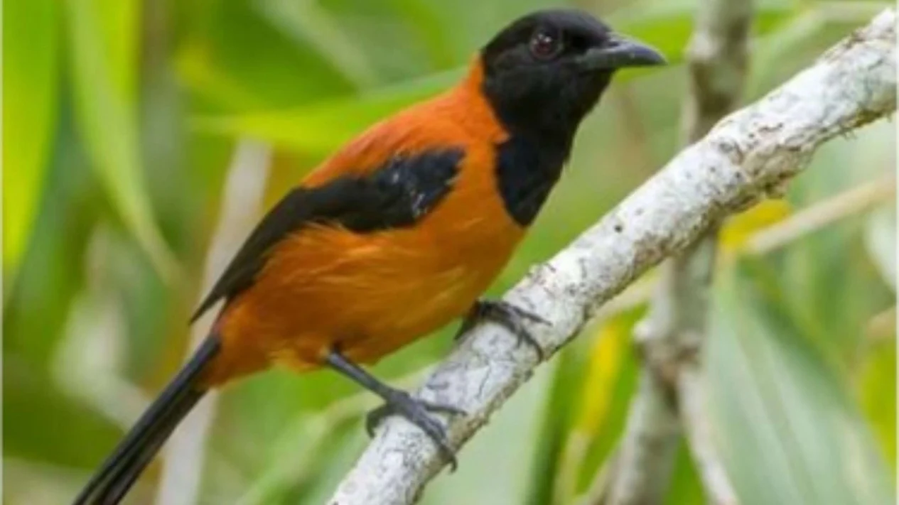 62f5cbe7081b8 burung hooded pitohui 1265 711