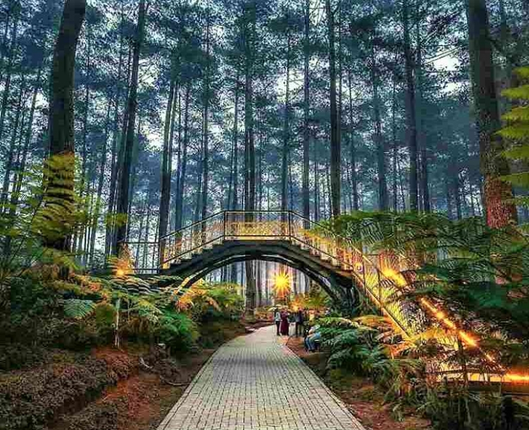 bandung orchird forest cikole photo by warwanwardhani 646745e84addee600a38f427