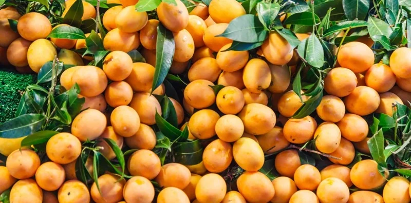 buah gandaria kandungan dan khasiatnya