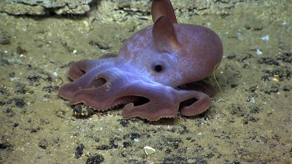 Bikin Tercengang! Begini Fakta Menarik Tentang Lautan 6 dumbo octopus noaa2 web bf8ef845a433f445447320bc90b967b2 db18985a115ae432cdc9982cbb32d469