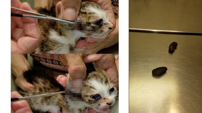 Viral Bapak Kos di Semarang Makan Daging Kucing, Ini Dia Bahayanya untuk Kesehatan! 4 anak kucing diselamatkan dari parasit 20170315 191105