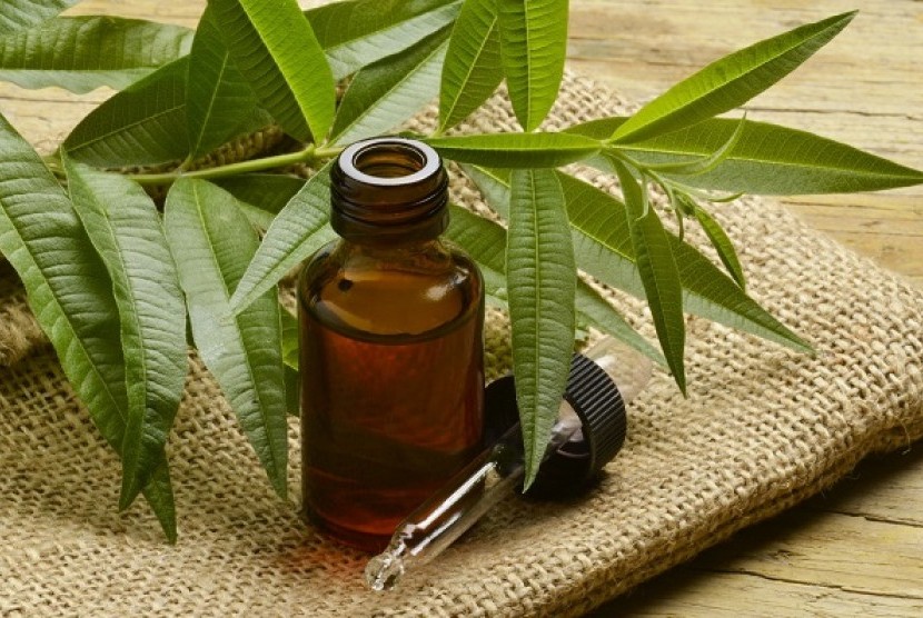 minyak pohon teh juga dapat suburkan rambut 151122081224 372