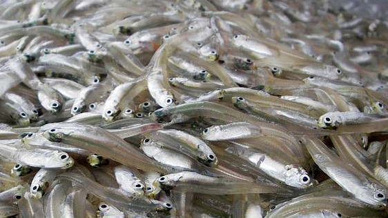 Ini Dia Jenis Ikan yang Direncanakan Dipakai untuk Produksi Susu Ikan Dalam Program Makan Siang Gratis Prabowo-Gibran! 3 2811eb7bcccbc1434cd2d8rcw 168170