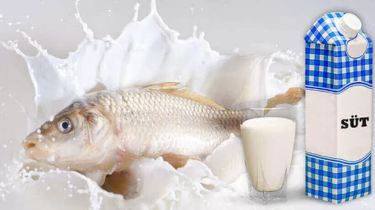 Ini Dia Jenis Ikan yang Direncanakan Dipakai untuk Produksi Susu Ikan Dalam Program Makan Siang Gratis Prabowo-Gibran! 2 susu ikan 3594795757