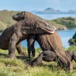 5 Hewan Purba Yang Masih Hidup di Indonesia 3 Komodo 1 2