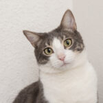 Cara Menggendong Kucing Yang Benar 5 portrait adorable domestic cat