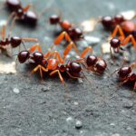 20230620042556 fpdl.in family brown red ants sitting dark gray stones 124507 19244 large