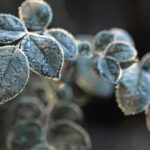 Apa Itu Embun Upas yang Bikin Pasir di Gunung Bromo Seperti Tertutup Salju 6 UPAS