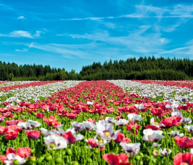 pexels pixabay 80453