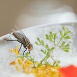 Makanan Dihinggapi Lalat, Masih Amankah Dimakan? 3 20230728033508 fpdl.in flies swarm food dirty food can eat 41969 7276 large