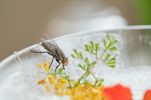20230728033508 fpdl.in flies swarm food dirty food can eat 41969 7276 large