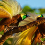 Fakta Menarik tentang Cendrawasih, Si Burung Surga yang Indah 5 Cendrawasih The Bird of Paradise 2