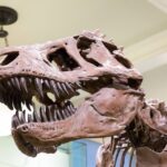 Minyak Bumi Bukan dari Dinosaurus: 4 Misteri Terpecahkan 5 Minyak Bumi