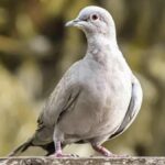 Polusi Cahaya di Perkotaan Menyebabkan Mata Burung Mengecil, Ini Buktinya 5 burung
