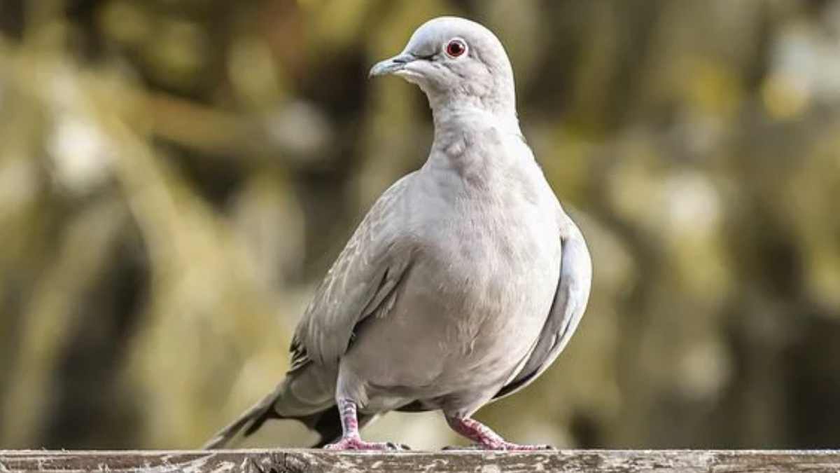 Polusi Cahaya di Perkotaan Menyebabkan Mata Burung Mengecil, Ini Buktinya 1 burung