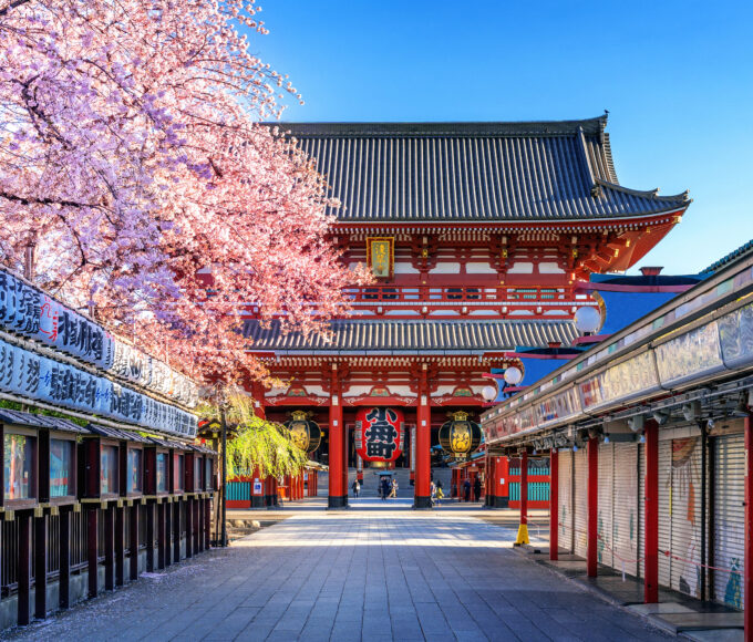 cherry blossoms sensoji temple asakusa tokyo japan