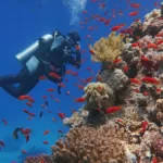 Penyelam Bisa Tahan Napas hingga Ratusan Detik, Kok Bisa? 5 penyelam