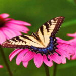 Simbiosis Mutualisme