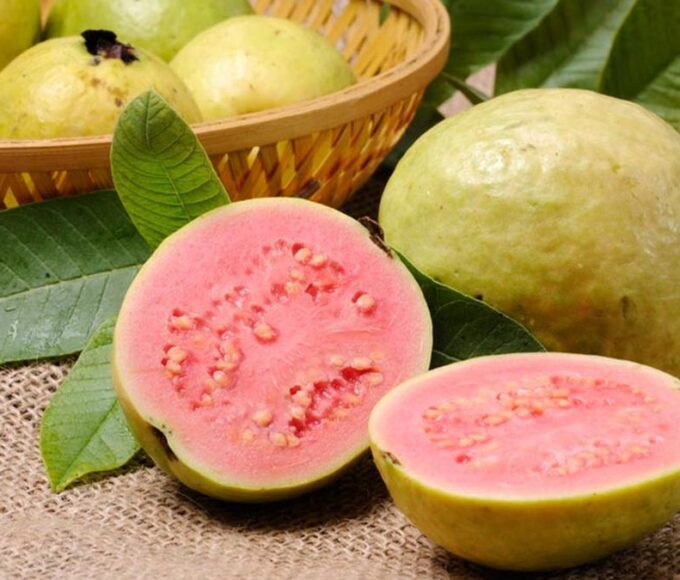 077629500 1518794656 Benarkah Tanaman Jambu Efektif Atasi Diare