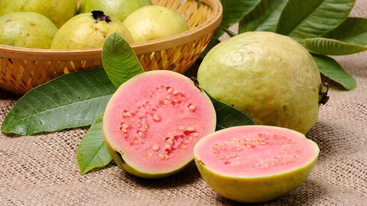 Berikut 4 Efek Samping Makan Jambu Biji 1 077629500 1518794656 Benarkah Tanaman Jambu Efektif Atasi Diare