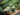 fresh cucumbers sliced dark background
