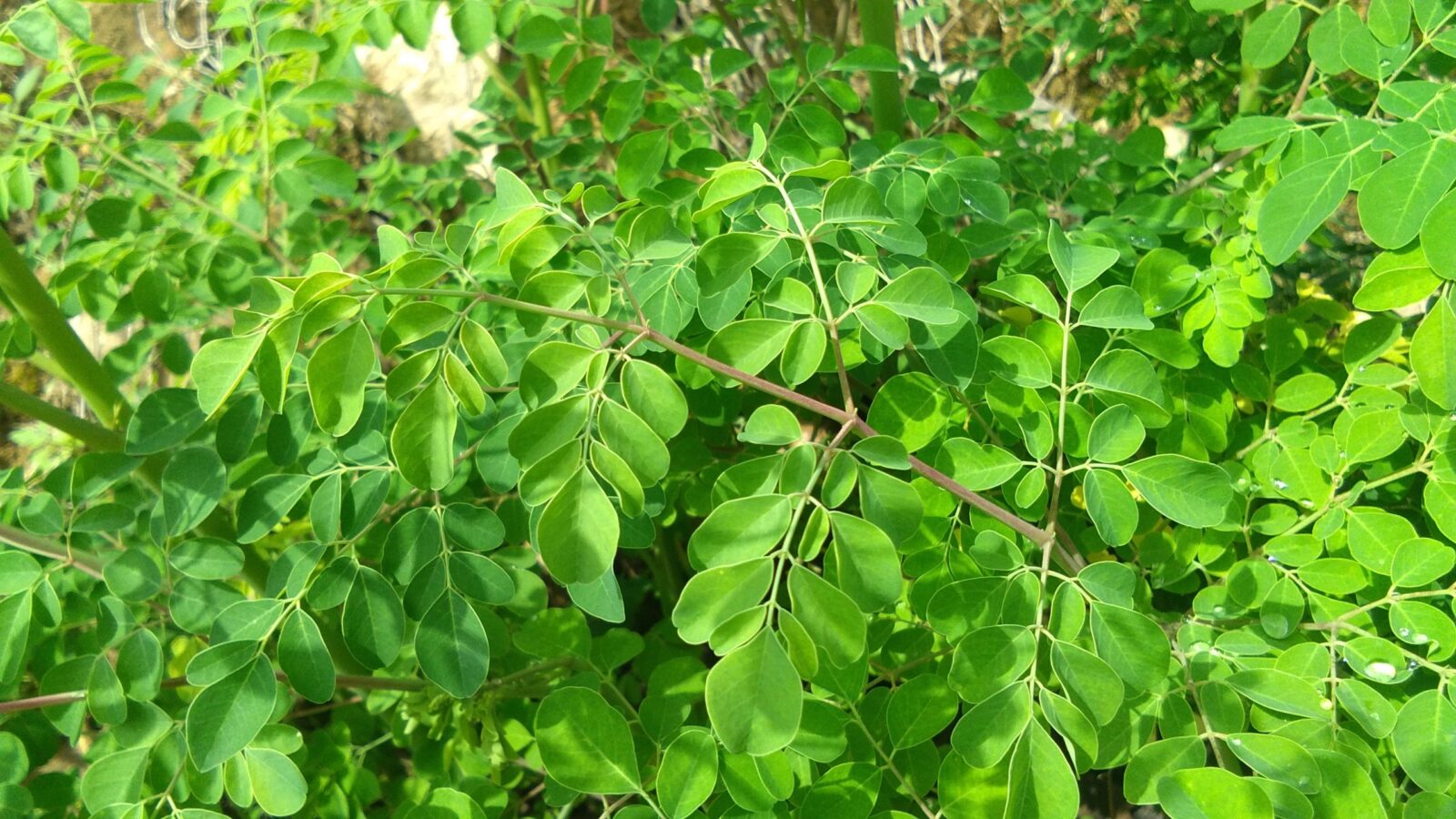 10 Manfaat Daun Kelor, Bisa Mengobati Penyakit Ringan hingga Berat 1 kelor IMG 20201112 131032 scaled 1