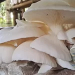 pupuk perangsang jamur tiram 1 1200x675 1