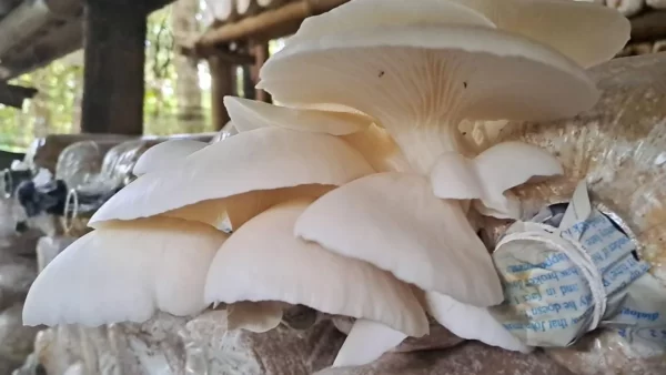 pupuk perangsang jamur tiram 1 1200x675 1