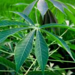 5 Manfaat Rebusan Daun Singkong yang Jarang Diketahui Orang! 3 080483400 1597193834 pexels ibrahim hasan 5084439