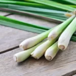 6 Manfaat Minum Air Rebusan Serai Setiap Hari 5 1 24