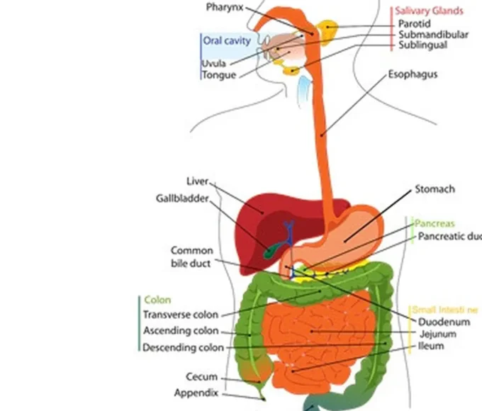 041073000 1601445419 pencernaan