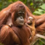 Mahasiswa Ingin Teliti Orangutan dan Mendapatkan Beasiswa? Berikut Informasinya 10 8b6ccaec aae8 4644 a2c1 fa2b4c19eb17