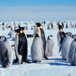 Tidak Termasuk Dalam Mamalia, 3 Burung Ini Bisa Produksi Susu Lho 7 penguin kaisar 169