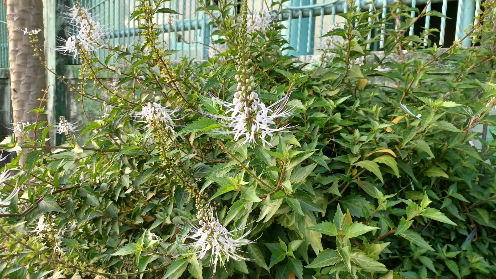 10 Manfaat Tanaman Kumis Kucing yang Jarang Orang Tahu! 1 f4046c2dd991d83cbca75bf8b4b31e6e