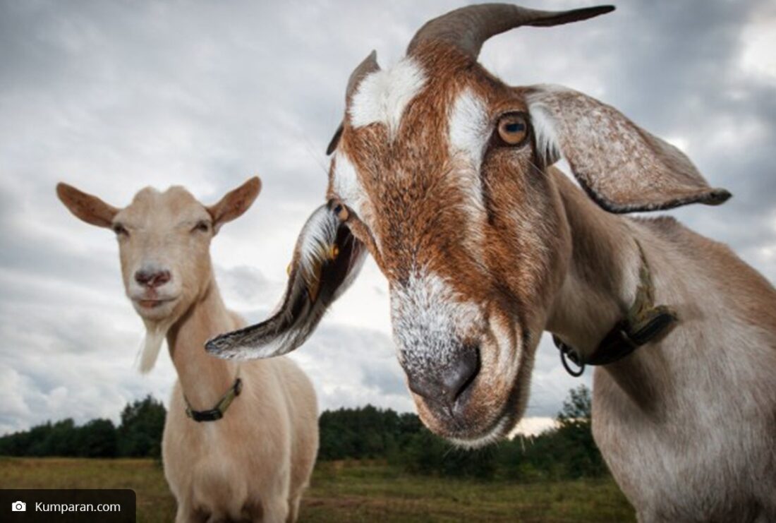 62b02c8657145 21070510610195 tips memilih hewan kurban sesuai syariat