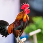 Kenapa Ayam Jantan Berkokok di Pagi Hari? 10 Ayam Jantan Berkokok Linimassa