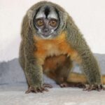 Ini Dia Alasan Kenapa Hampir Semua Hewan Mamalia Punya 5 Jari 9 feedImage 2024 1 16 1705395515889 cs11z