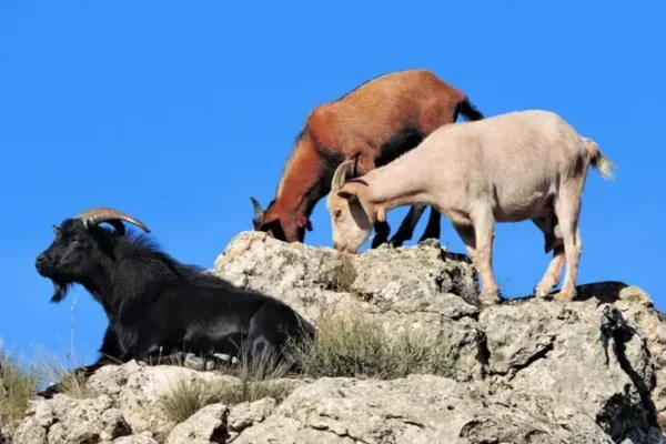 Screenshot 2023 09 05 09 28 58 65 680d03679600f7af0b4c700c6b270fe7 3112403616