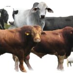 Diantara Unta, Sapi, atau Domba, Yang Mana sih Hewan Kurban Terbaik? 3 qurban 2