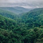 Ternyata 10 Negara Ini Paling Banyak Kehilangan Hutan Primer Tropis, Nomor 2 Bikin Kaget 5 tersesat di hutan amazon 1