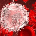 Mengenal Leukosit: Fungsi, Jenis, dan Jumlah Yang Ada di dalam Tubuh 5 55. leukosit tinggi pada anak 2