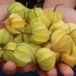 7 Buah Langka yang Ada di Indonesia! 5 Buah Ciplukan istimewa34a1be498a9fdc09.md